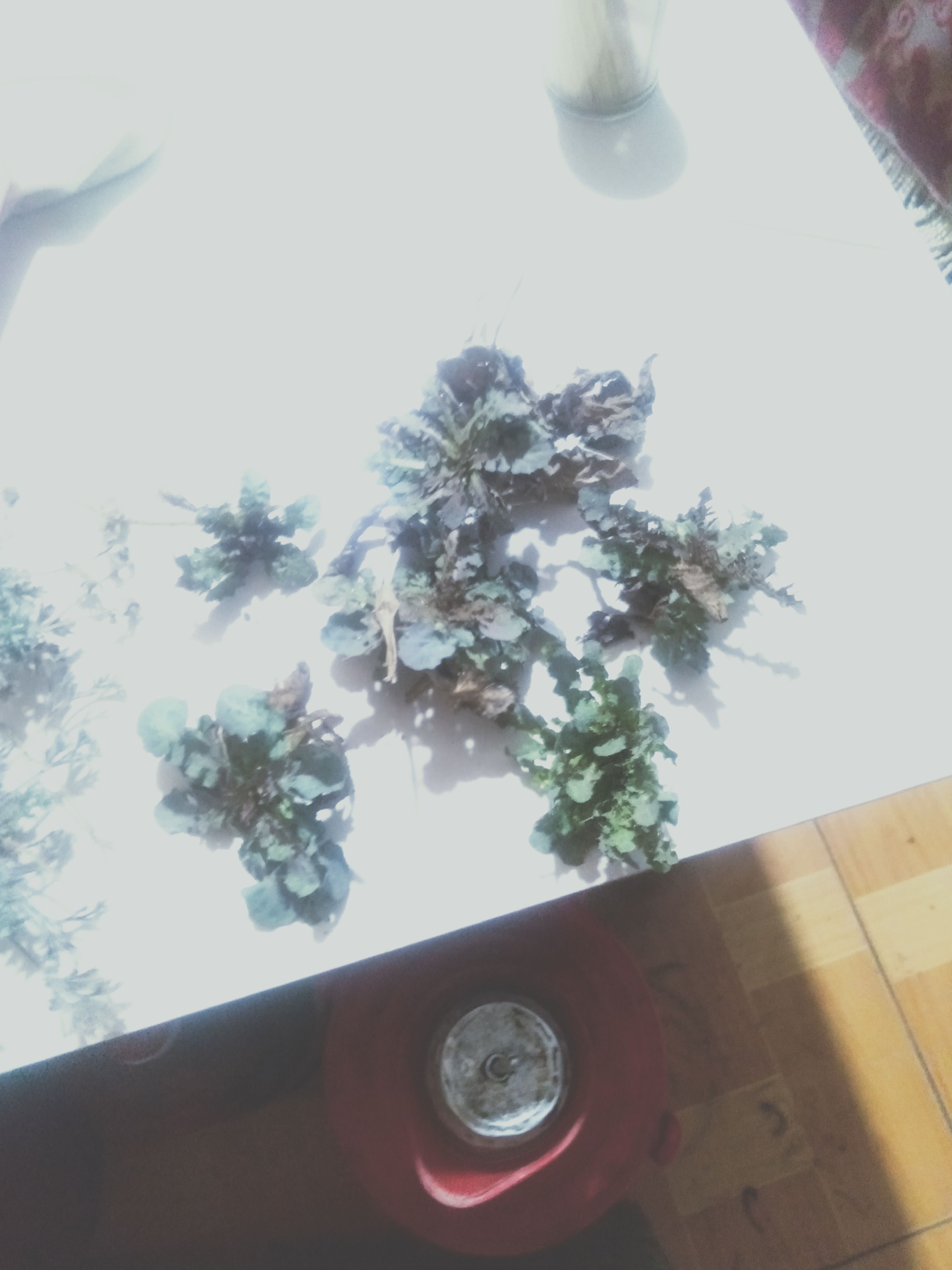 苦菜，野生苦菜，现挖现发