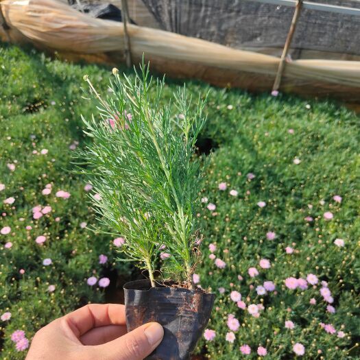 宜良县玛格丽特花 细叶马格丽特花 小杯苗30公分马格丽 一手货源