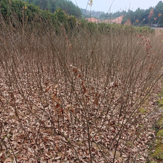 关岭县大红袍板栗苗 嫁接苗 1~1.5米 