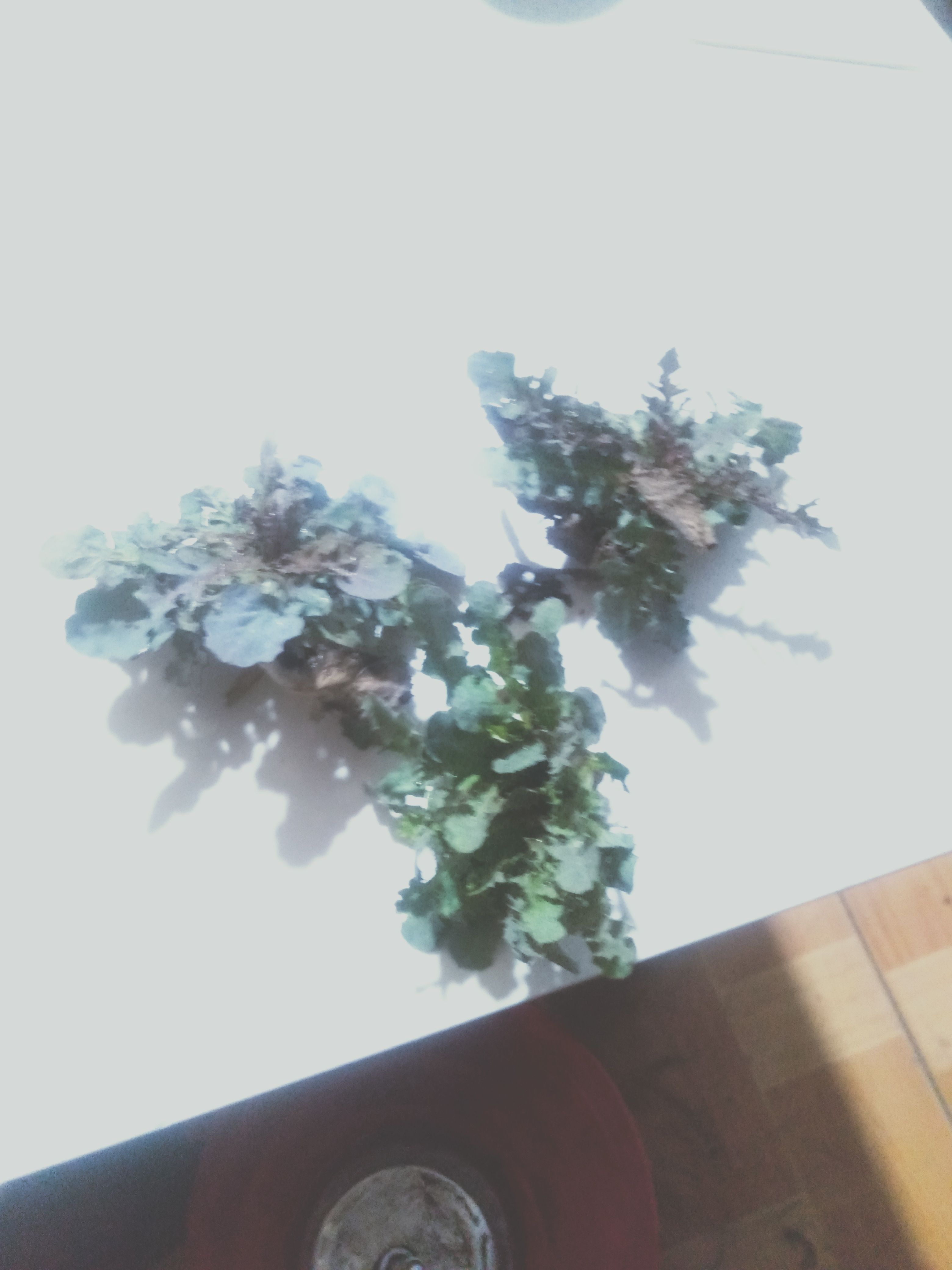 苦菜，野生苦菜，现挖现发