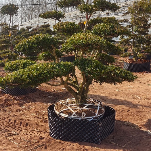 安丘市瓜子黄杨 黄杨  瓜子造型黄杨