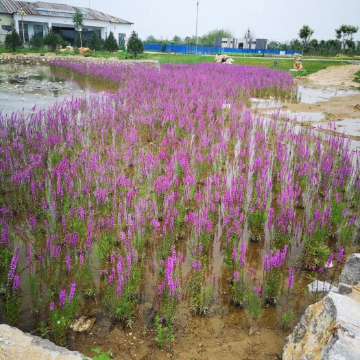 安新县千屈菜 千区菜