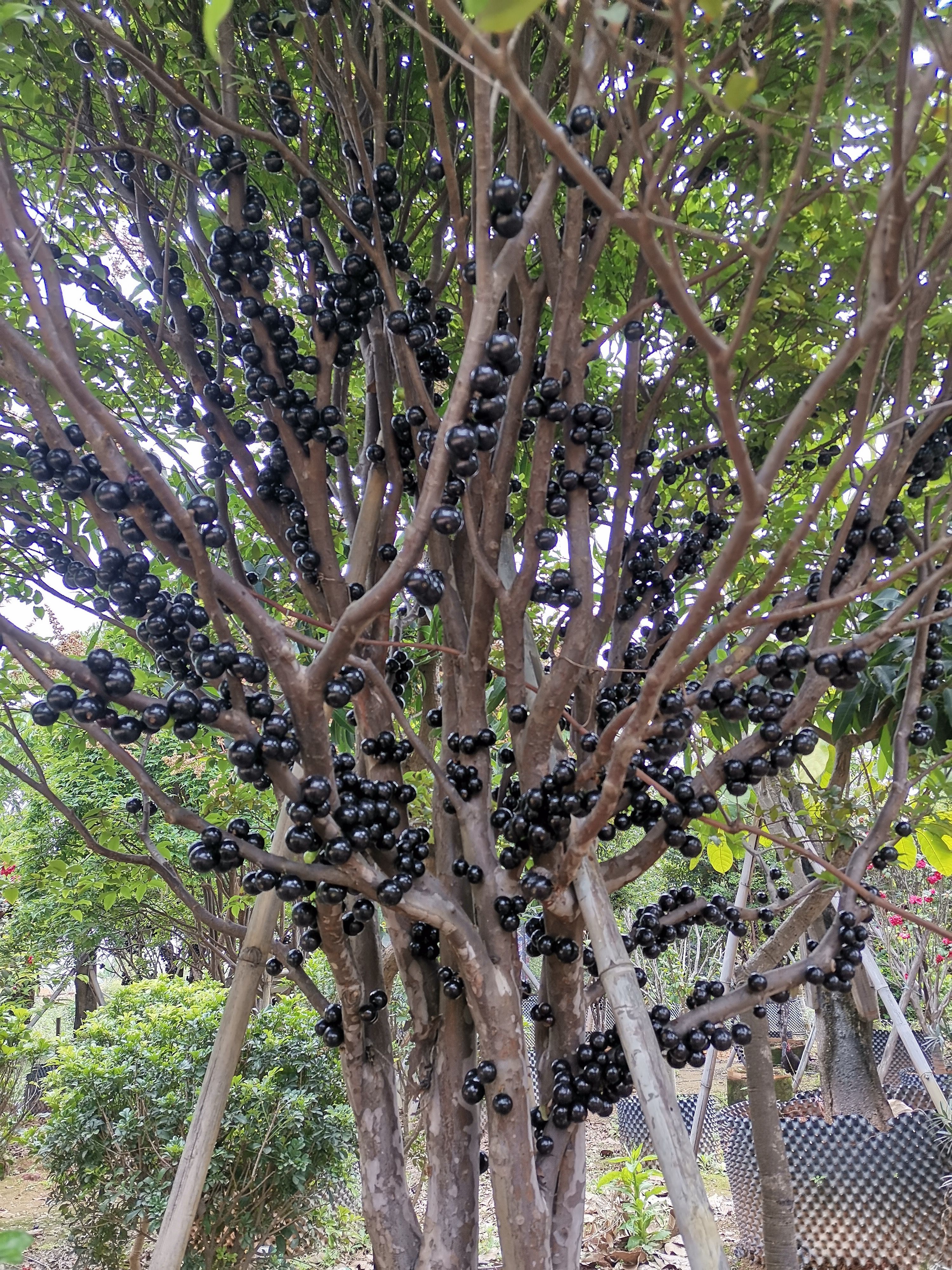 树葡萄 嘉宝果