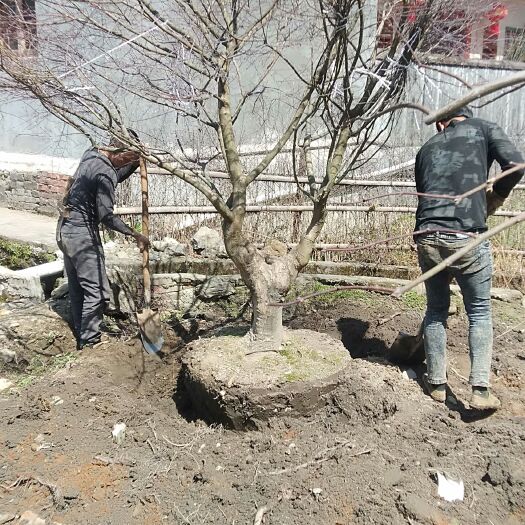全州县枫香树 红枫古桩