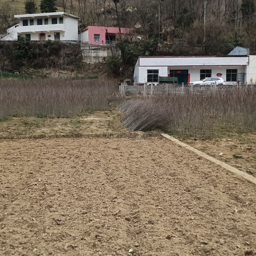 宁强县杜仲苗 