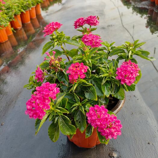 平湖市草花 多年生，开花