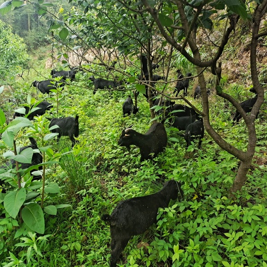 黑山羊
