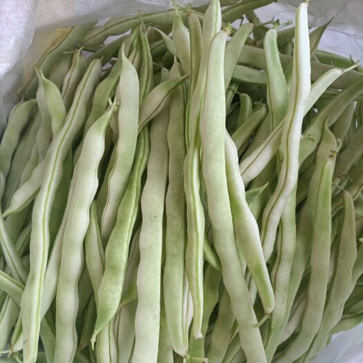沂水县九粒白芸豆 山东大棚芸豆 基地直供 一手货源