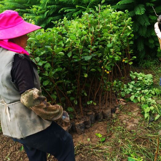 昆明粉背黄栌，北京香山红叶树种！