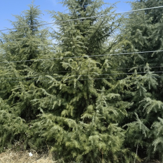 周至县常年低价出售4---10米雪松陕西货源5米6米量大