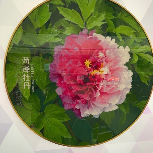 菏泽观赏牡丹九大色系，种植技术指导！