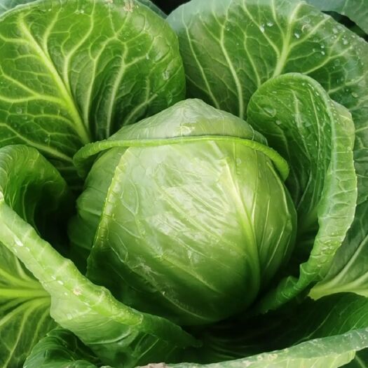 单县包菜 甘蓝   芹菜
