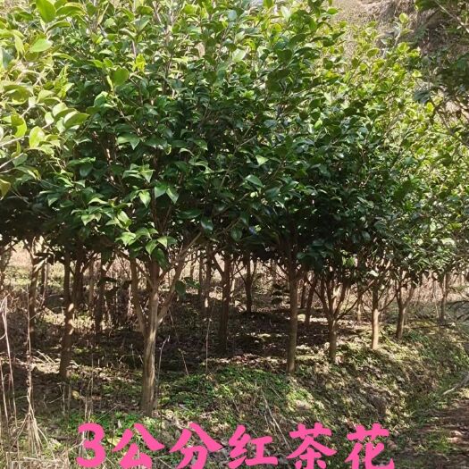 靖州县山茶花 红茶花3公分基地批发直销量大价优包邮