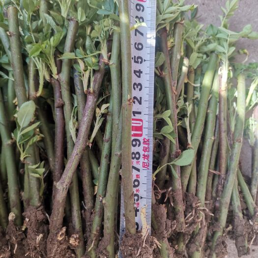 莱州市百叶蔷薇  小果蔷薇 蔷薇杆