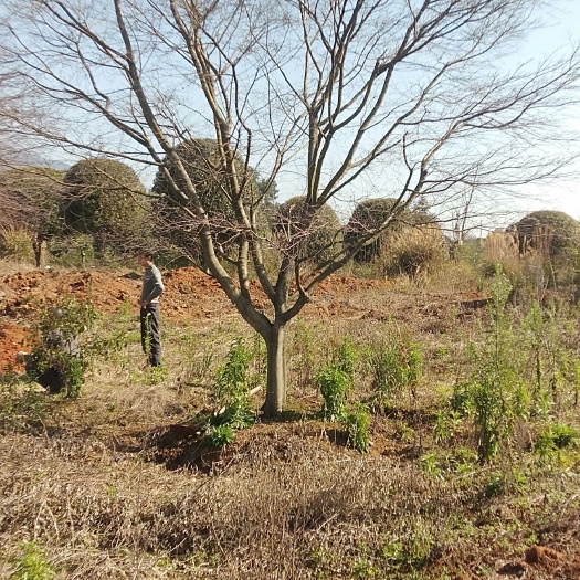 全州县 原生日本红枫跟中国红枫