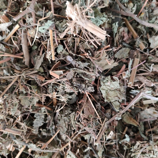 北流市豨签草 广西大山中草药材粘豨莶草 金强子珠草棉苍狼肥猪草粘苍子