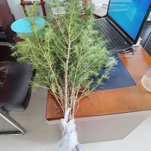 驻马店垂枝雪松  雪松  植树节树苗