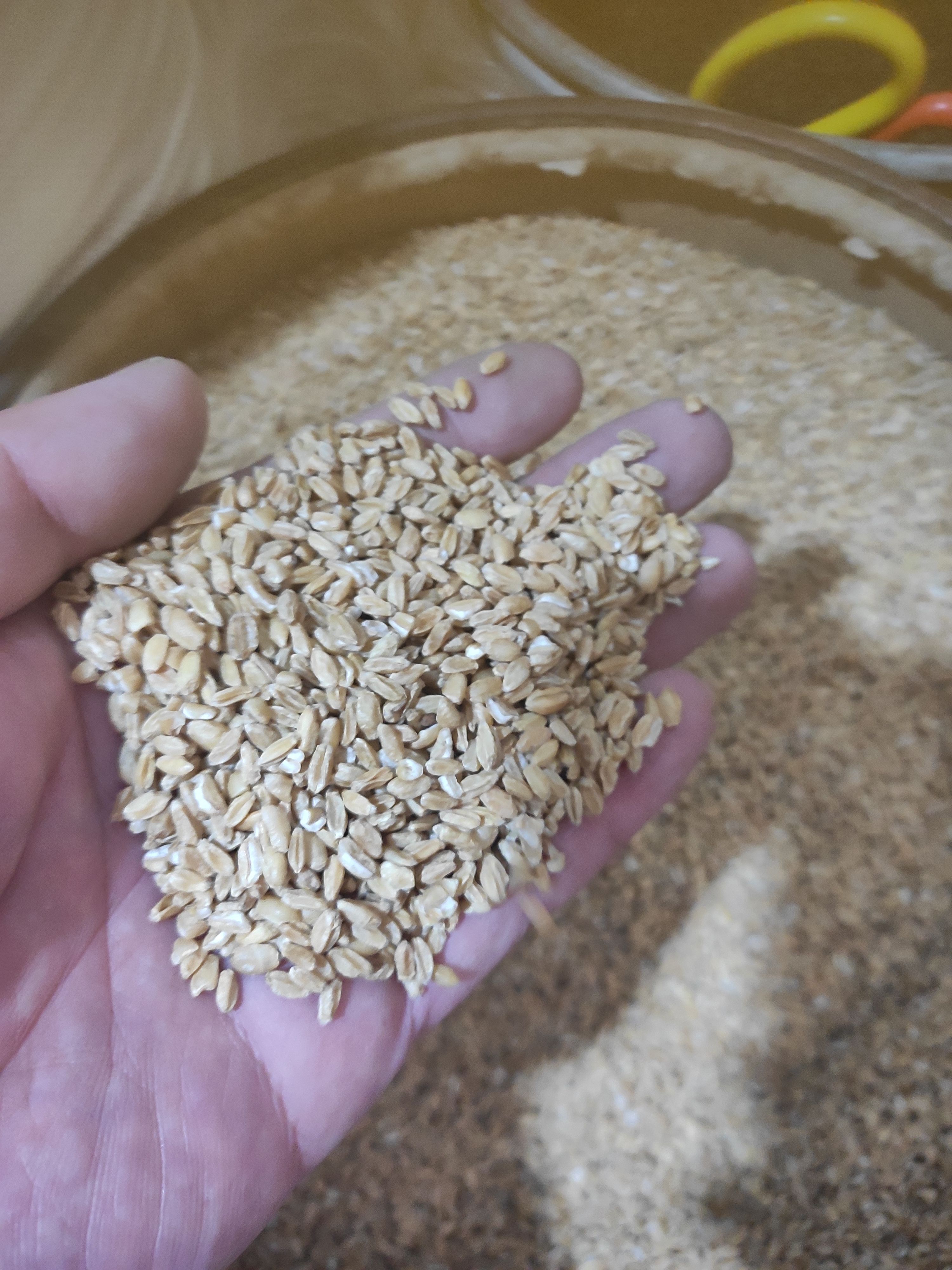 安国市浮小麦  干货浮小麦 量大从优欢迎选购！