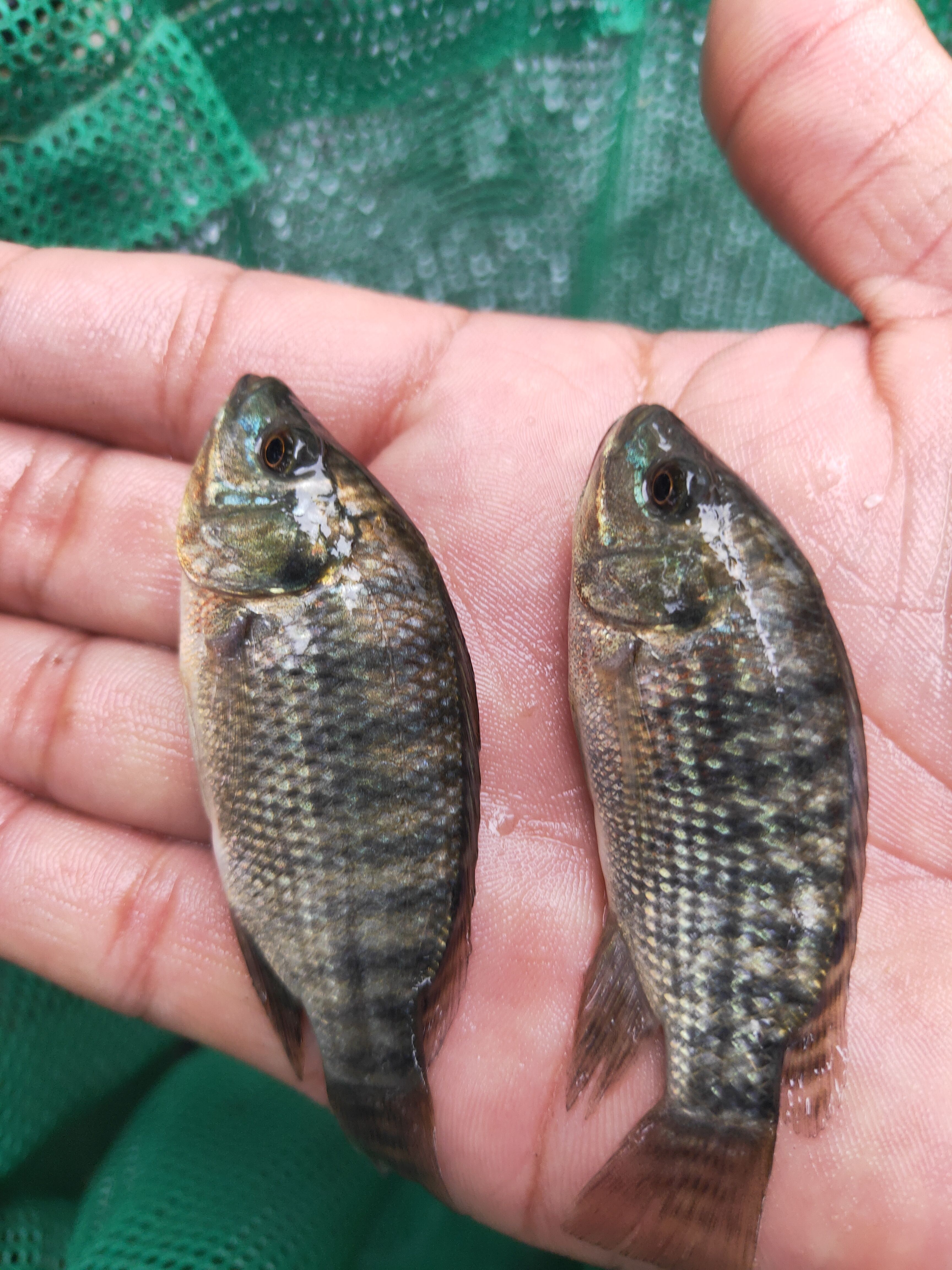 罗非鱼苗 抗病力强 快大好养  养殖周期短