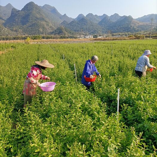 阳山县枸杞叶菜种芽，枸杞种苗，基地直发！