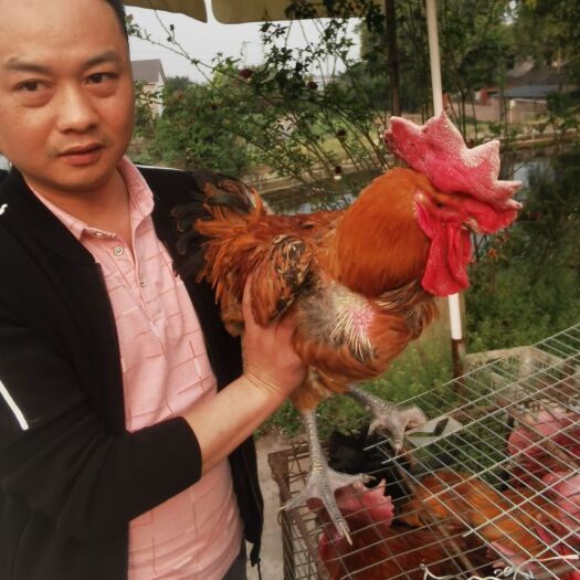 鸡苗，快青脚母麻，A2，黄鸡，麻鸡，黑鸡，母苗