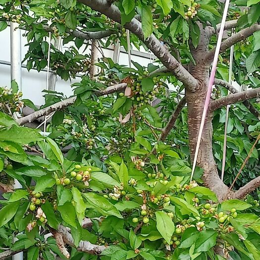 沂水县美早樱桃 沂蒙山温室大樱桃预售
