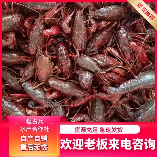 洪湖市洪湖小龙虾  自有养殖基地 急速发货售后无忧