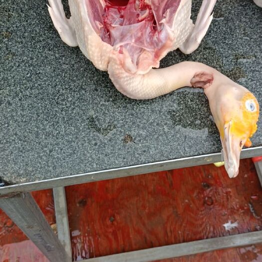 漳浦县鸭肉   农家散养土番鸭
