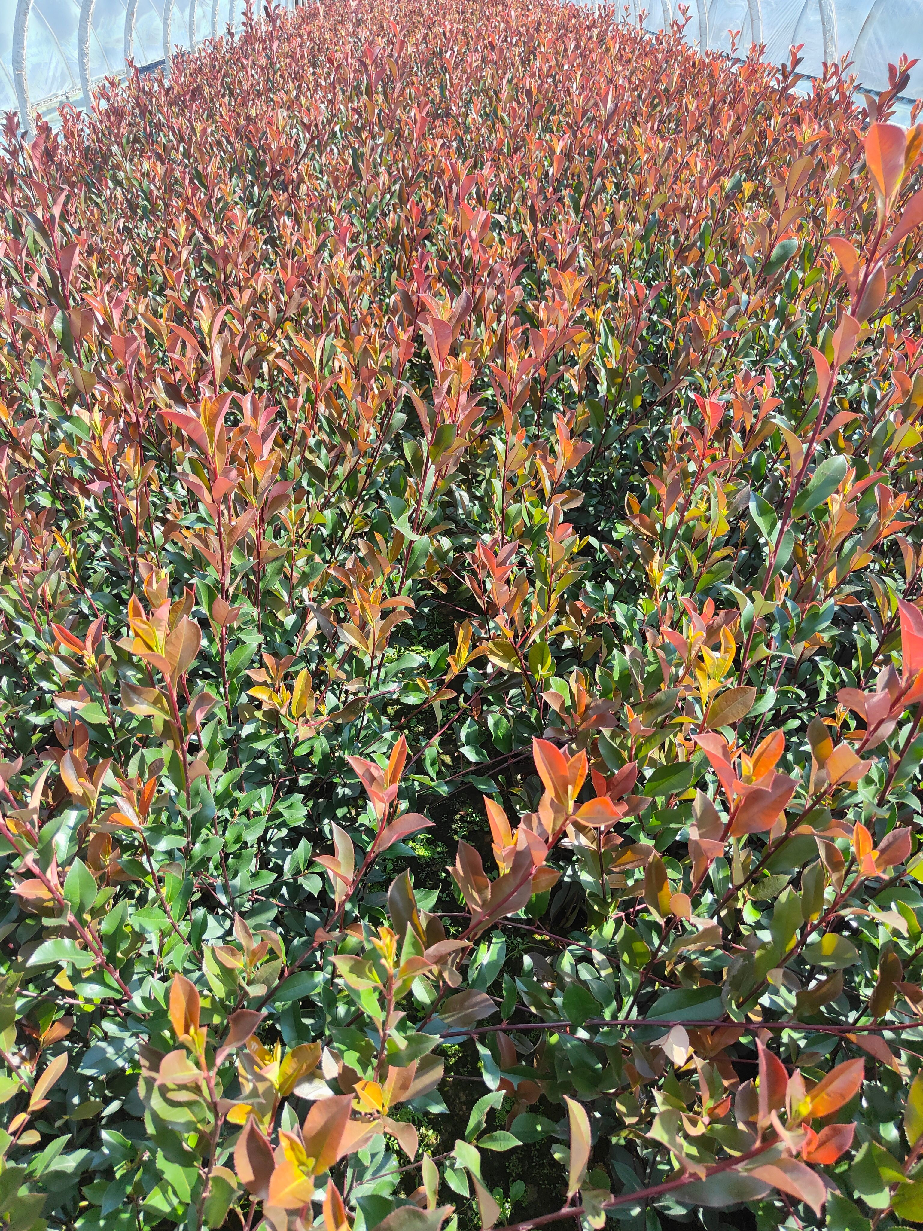 红叶石楠小杯苗