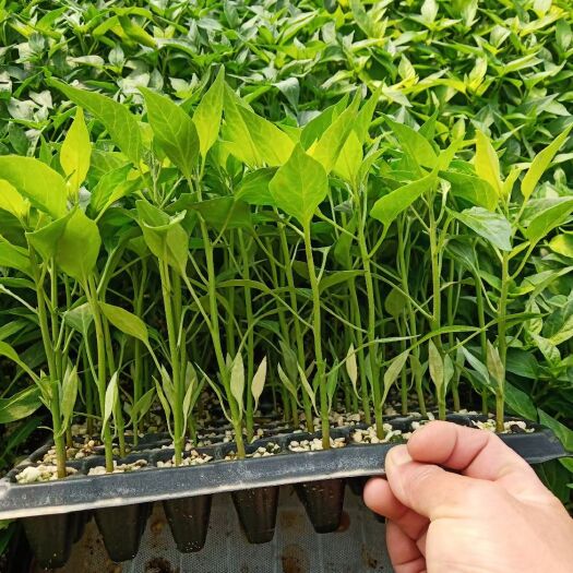 菏泽朝天椒苗 艳红辣椒苗