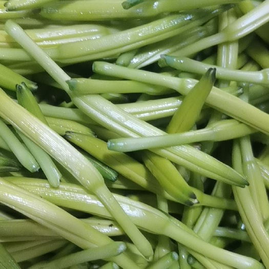 夏津县鲜黄花菜大量上市基地直销量大从优