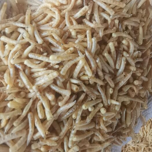 五谷虫干批发四川雷剑科技蝇蛆养殖蝇蛆饲料虾饲料饵料蝇蛆内江