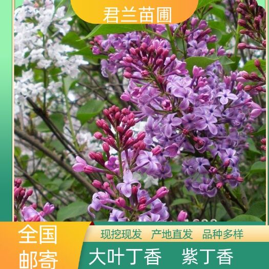 开原市大叶丁香小苗 紫丁香小苗播种苗一年苗苗粗壮根系发达苗圃直发