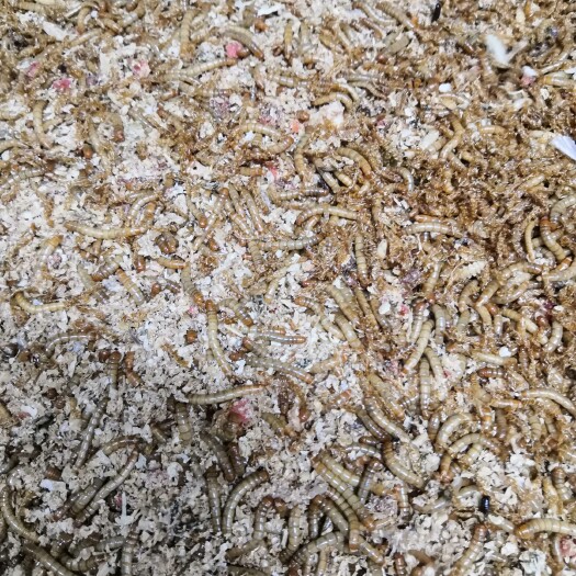 南阳 黄粉虫