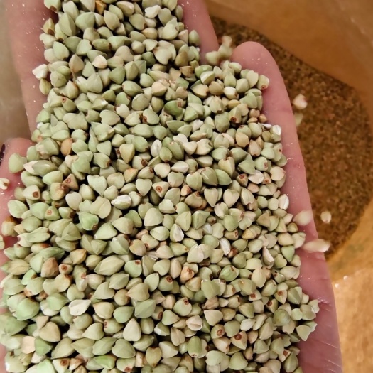 苦荞   荞麦米 现货供应荞麦米粗粮三角荞麦去壳荞麦米五谷杂