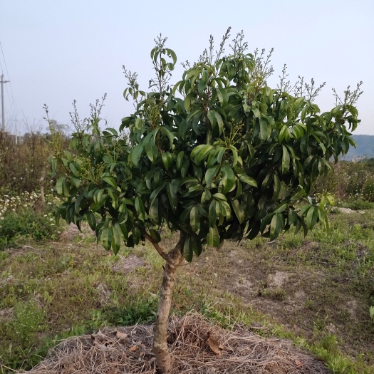 佛冈县 荔枝树荔枝苗带花荔枝苗桂味荔枝苗淮枝荔枝苗