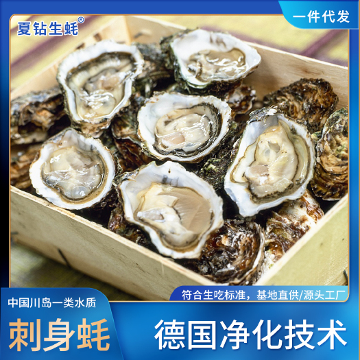 台山市净化蚝 一件代发