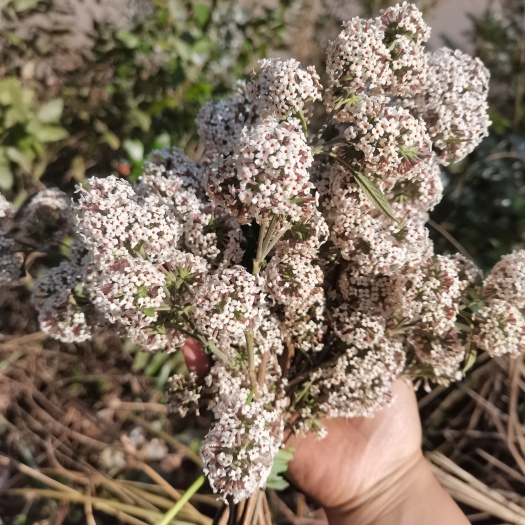 石屏县密蒙花染饭