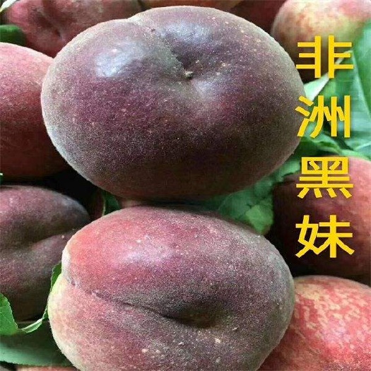 武陟县黑油皇后桃树苗 非洲黑妹(黑桃)~7月上中旬成熟(桃苗)