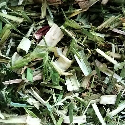 柳城县蔗尾青贮 甜玉米杆.甘庶尾.青贮料