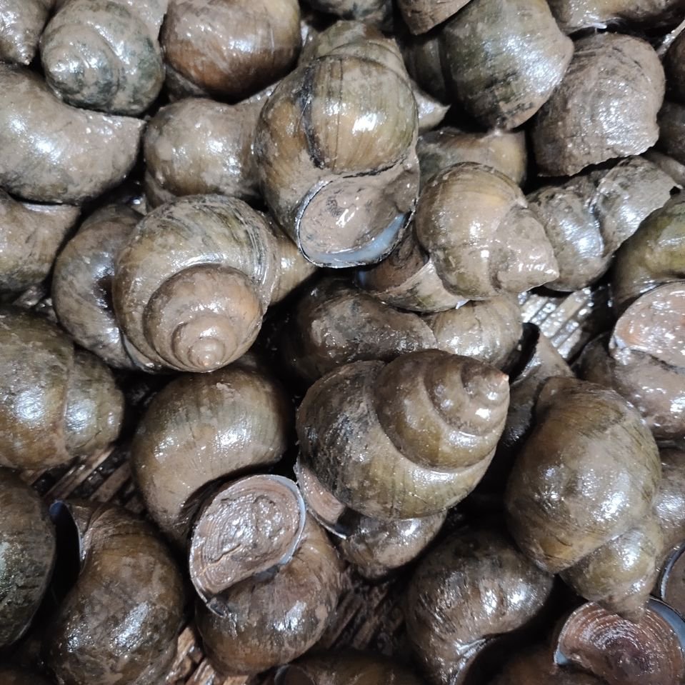 田螺湖北黄冈特色水产品新鲜贝类规格食用外表清洗干净农户