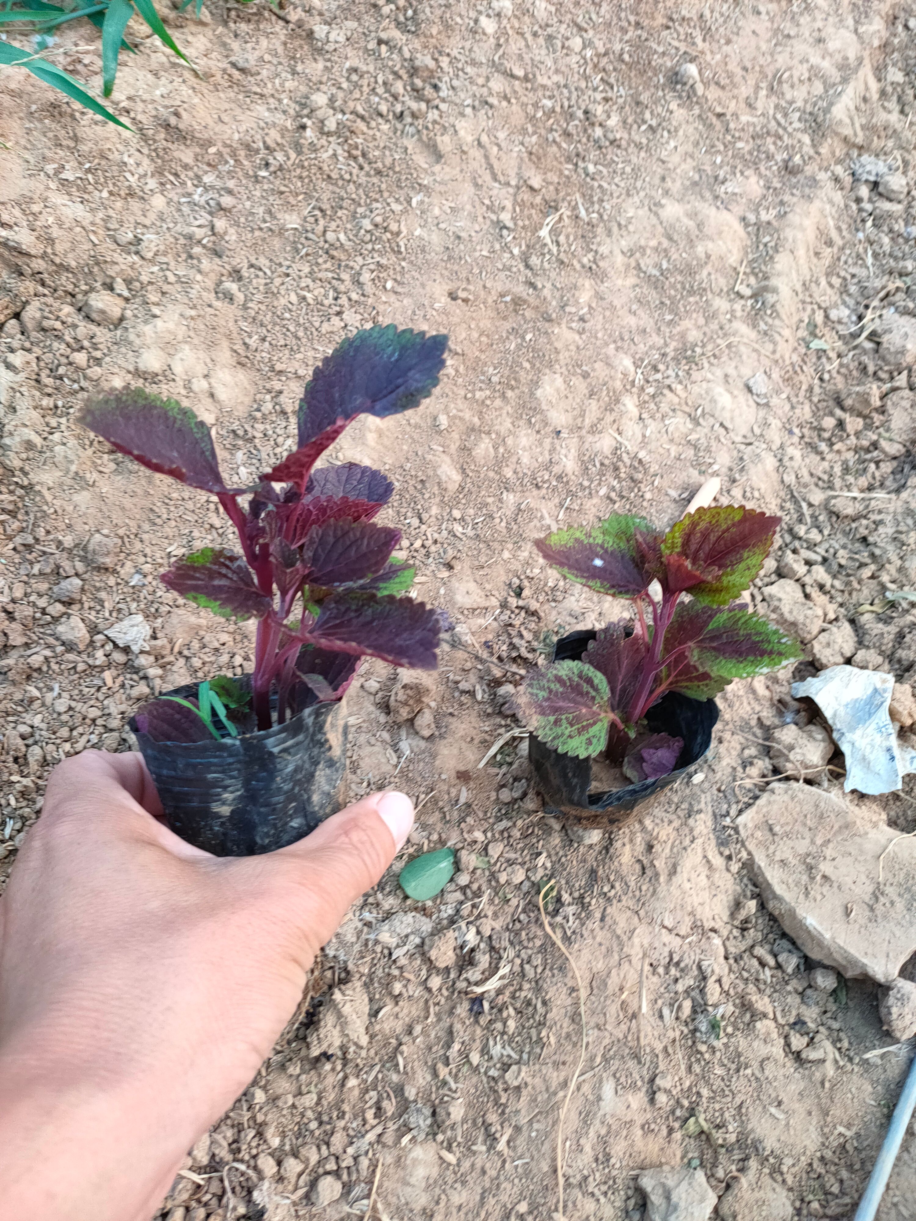 彩叶草基地，彩叶草双色盆，彩叶草小杯苗，彩叶草专业种植大量