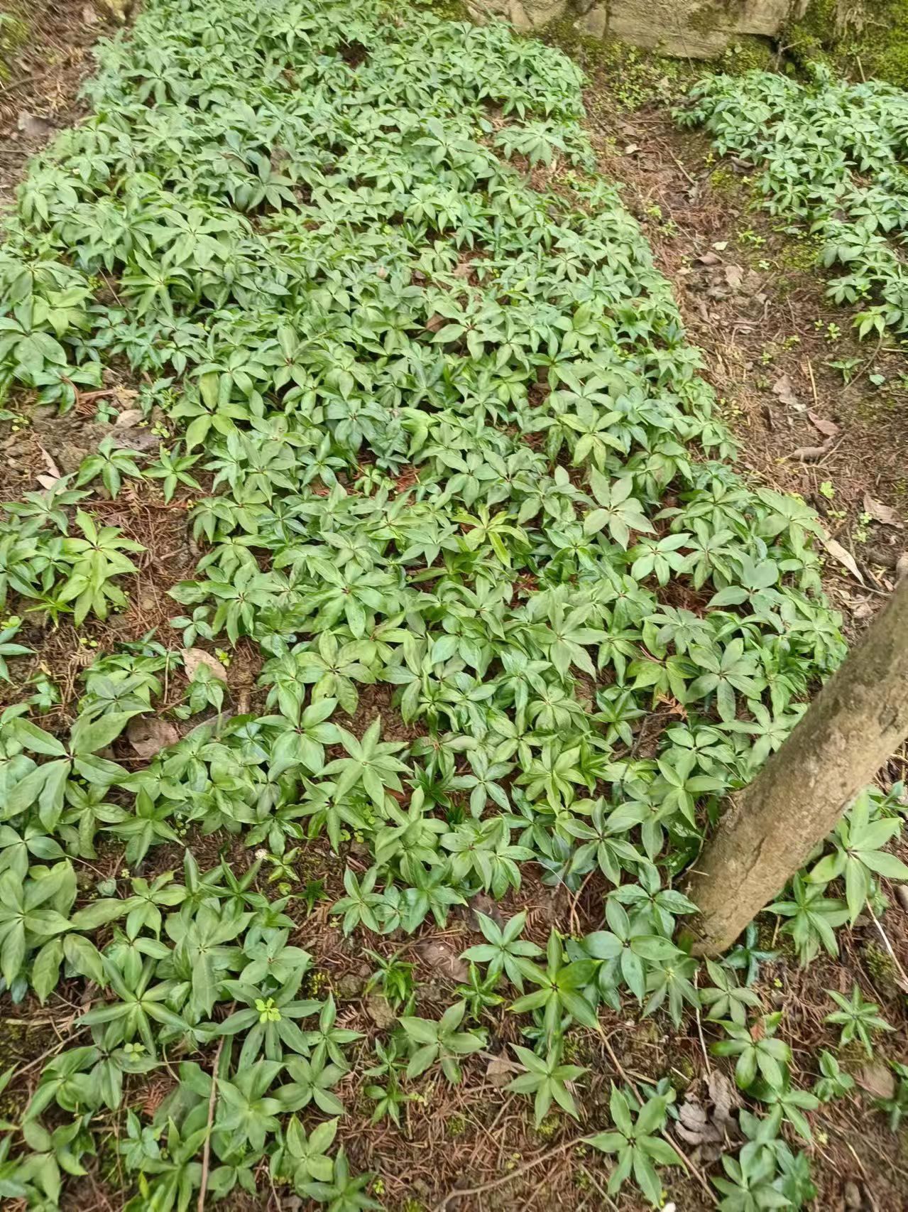 重楼苗高杆华重楼品种长势快块茎大块抗病能力强产量高