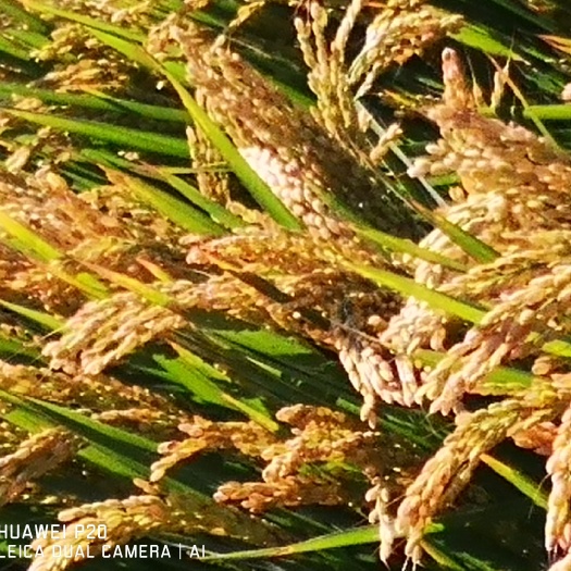 天津粳米 天津市天津市津南区 粳米 一等品