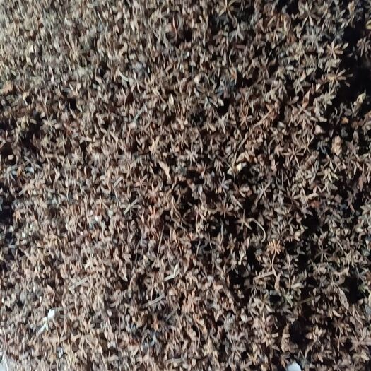 宁明县 春八角水烫自晒干，大红八角可订购货源充足