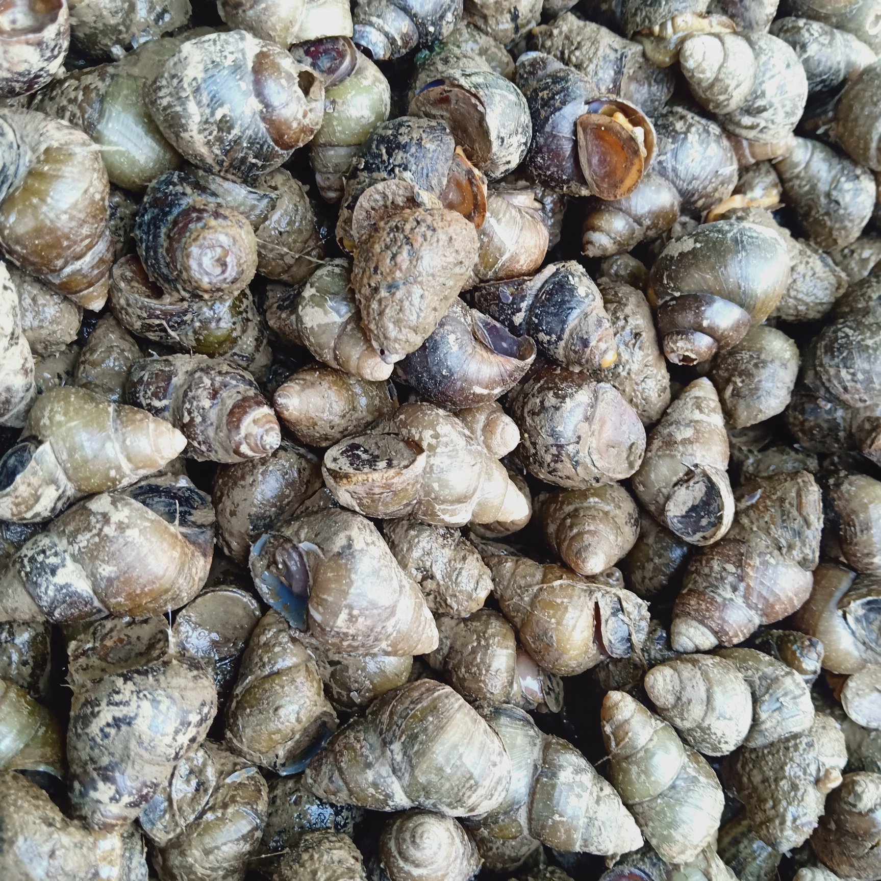 田螺湖北黄冈特色水产品新鲜贝类规格食用外表清洗干净农户