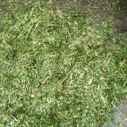 柳城县蔗尾青贮 牛 羊 马