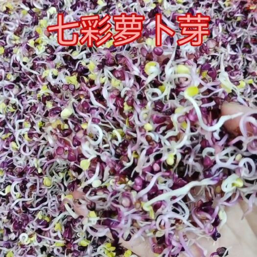 寿光市七彩萝卜芽 新鲜特色菜 酒店凉拌装饰摆盘 大量批发
