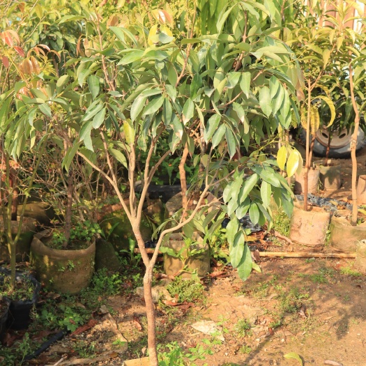 惠东县桂味荔枝苗 桂味荔枝 中规格 带花