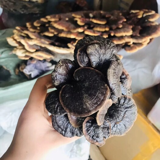 聊城 灵芝